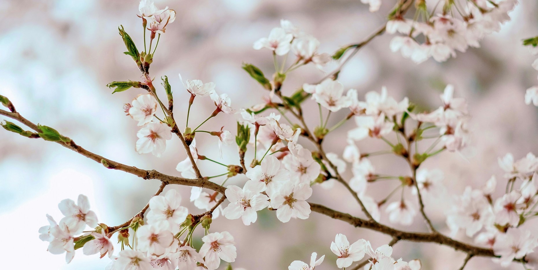 QIGONG: Elementul Lemn și Primăvara